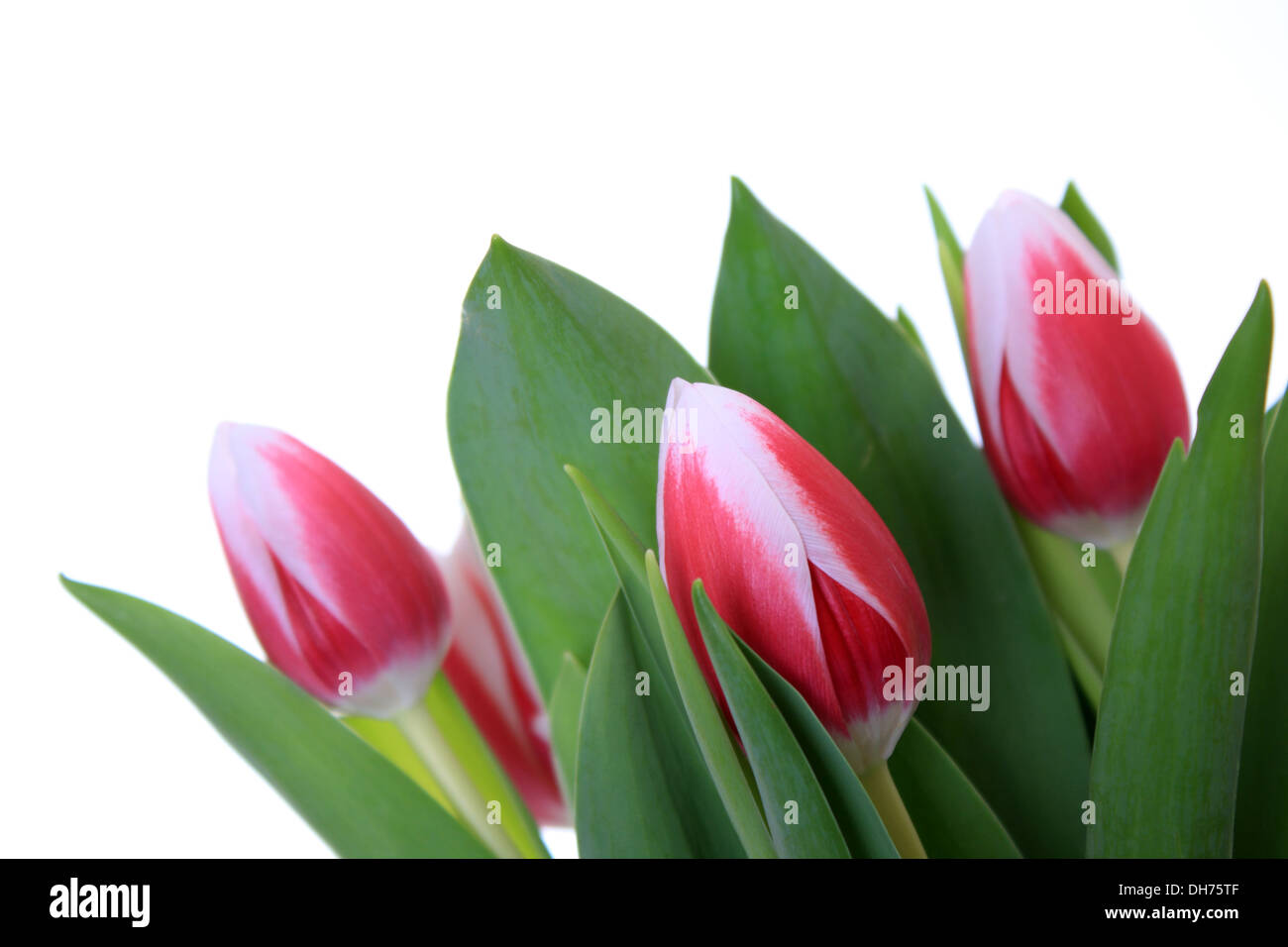 flowers, beautiful pink tulip isolated on white background Stock Photo ...