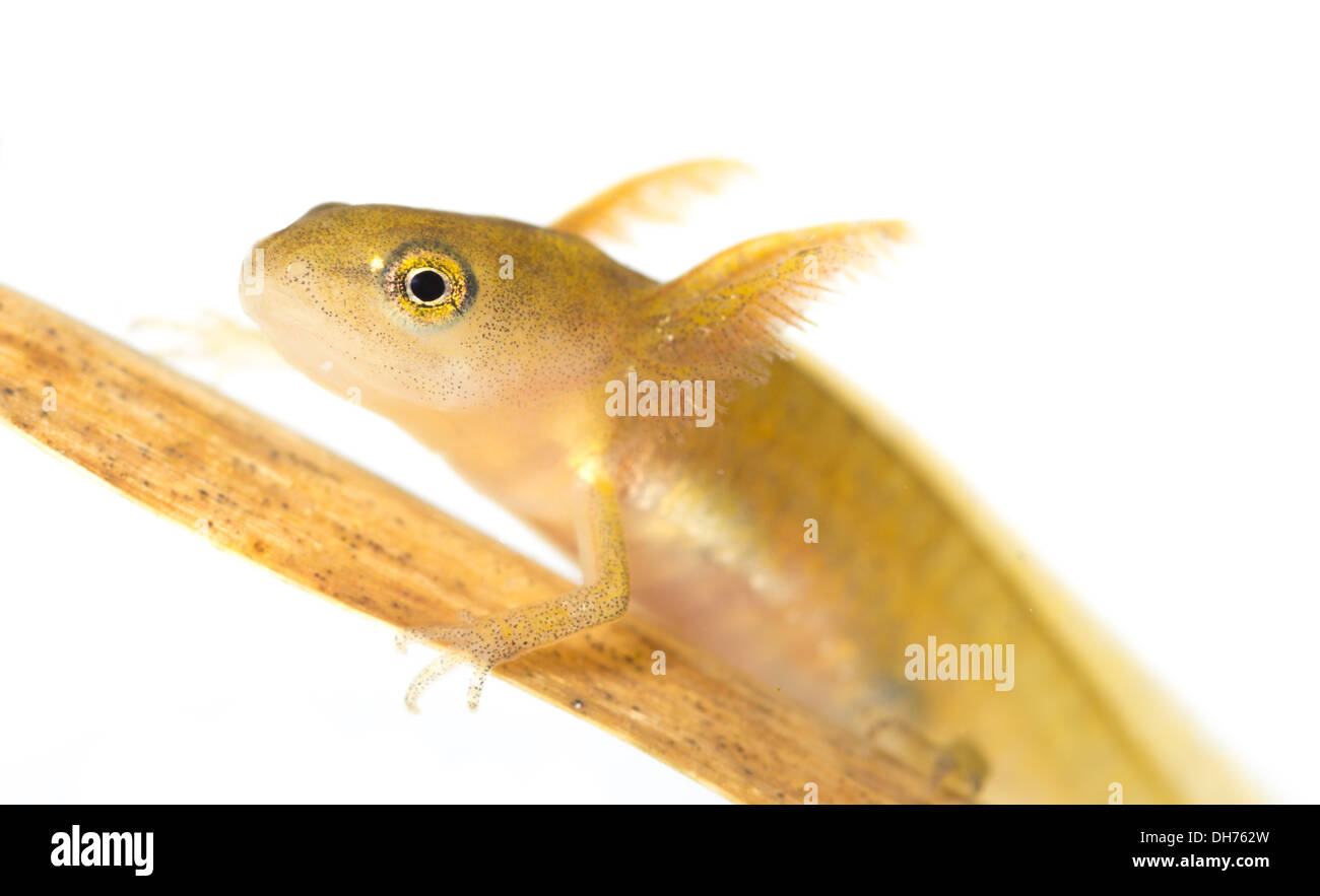 Smooth newt tadpole underwater on a white background.  Taken in a photographic  aquarium and returned to the wild unharmed Stock Photo