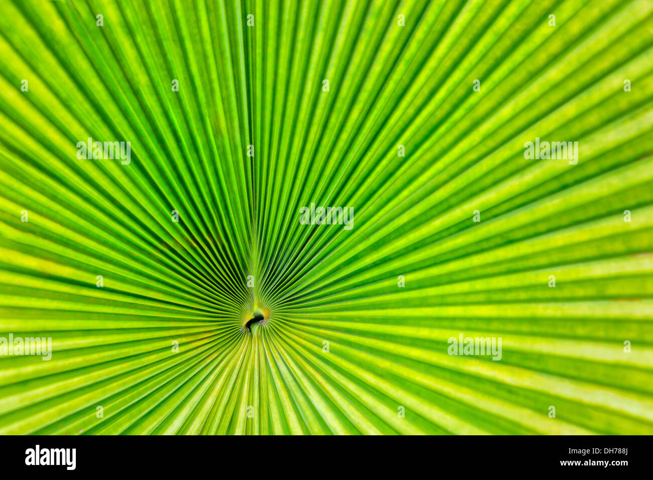 Green grass palm tree hi-res stock photography and images - Alamy