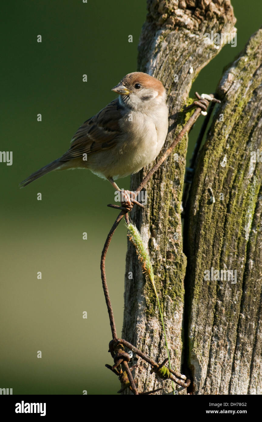 Tree Sparrow (Passer montanus) perched on an old fence post and barbed wire. Stock Photo