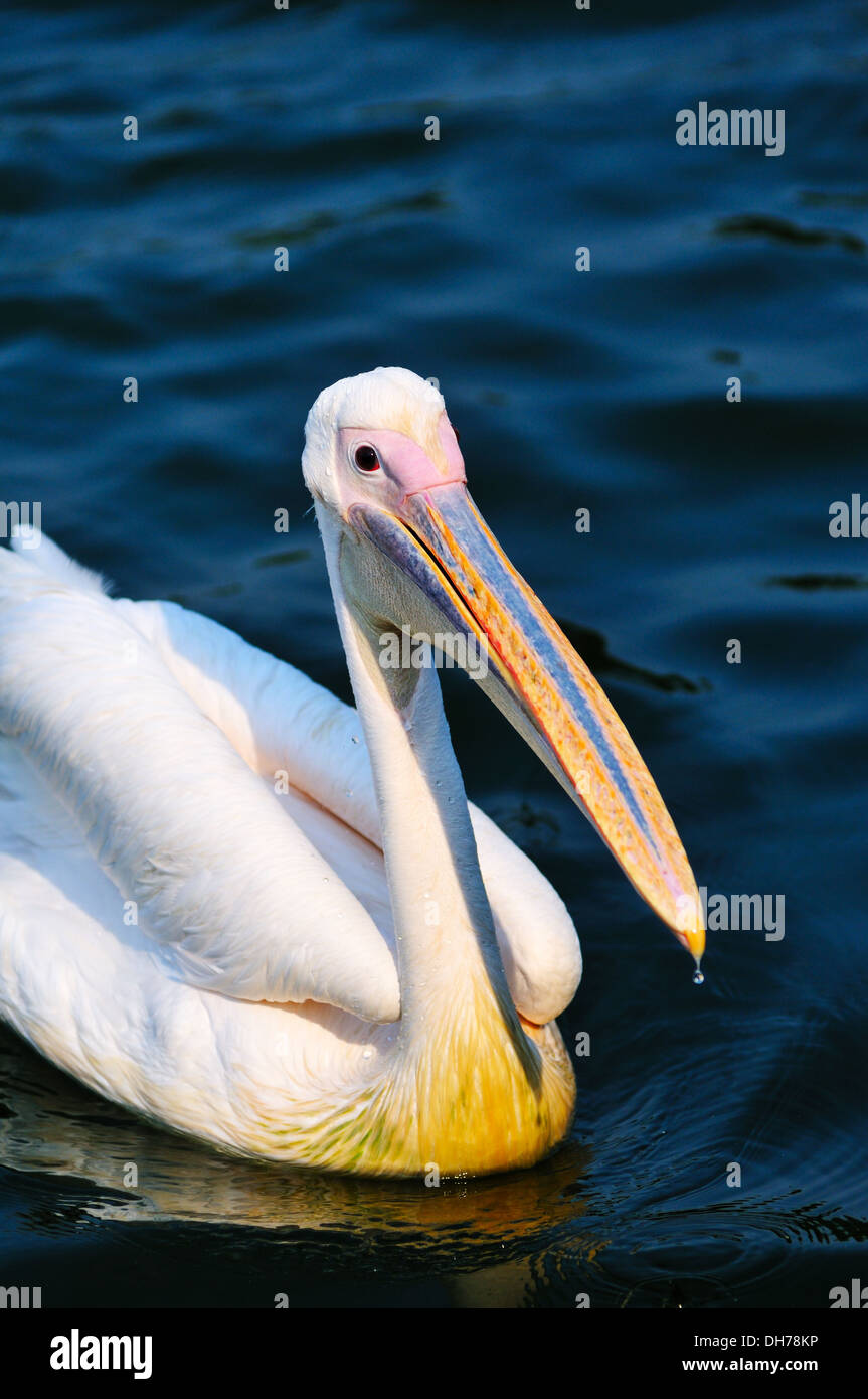 Pelican bird swimming in the lake Stock Photo