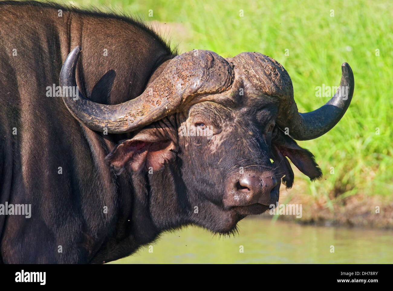 Cape Buffalo, African Cap Buffalo, Buffalo, Big 5, African wildlife,  Wildlife, wild, animals, animal, Africa, horn Stock Photo - Alamy