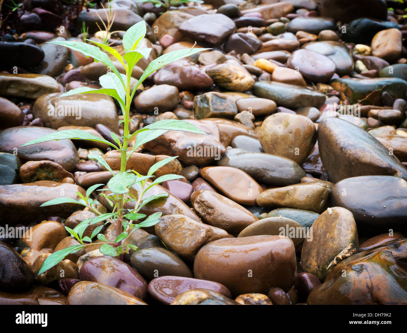 Plant growing on group of stones in wet weather Stock Photo