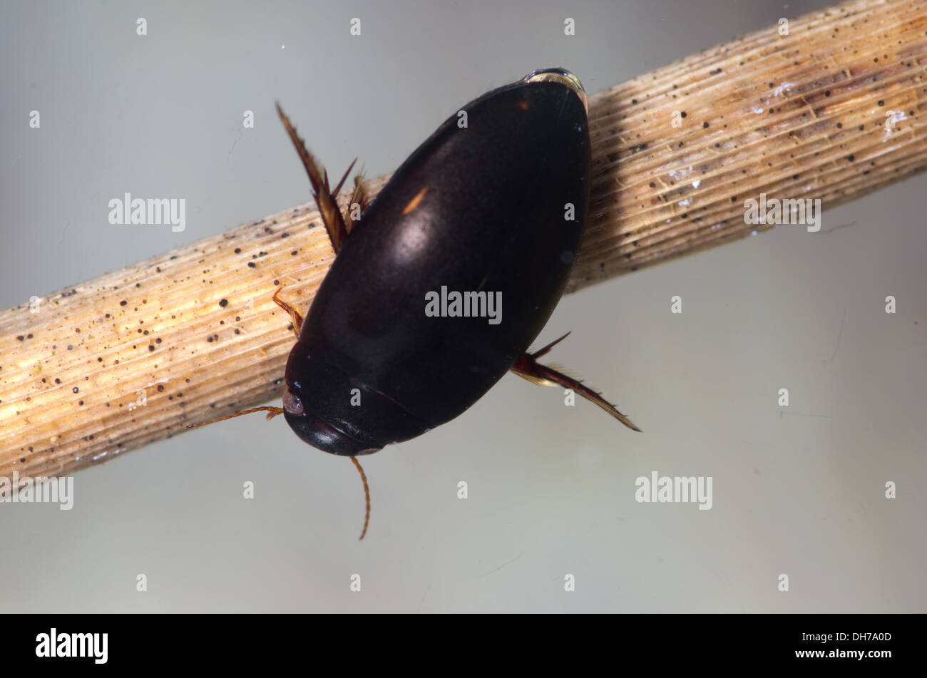 Ilybius black diving beetle Taken in a photographic aquarium and returned to the wild unharmed