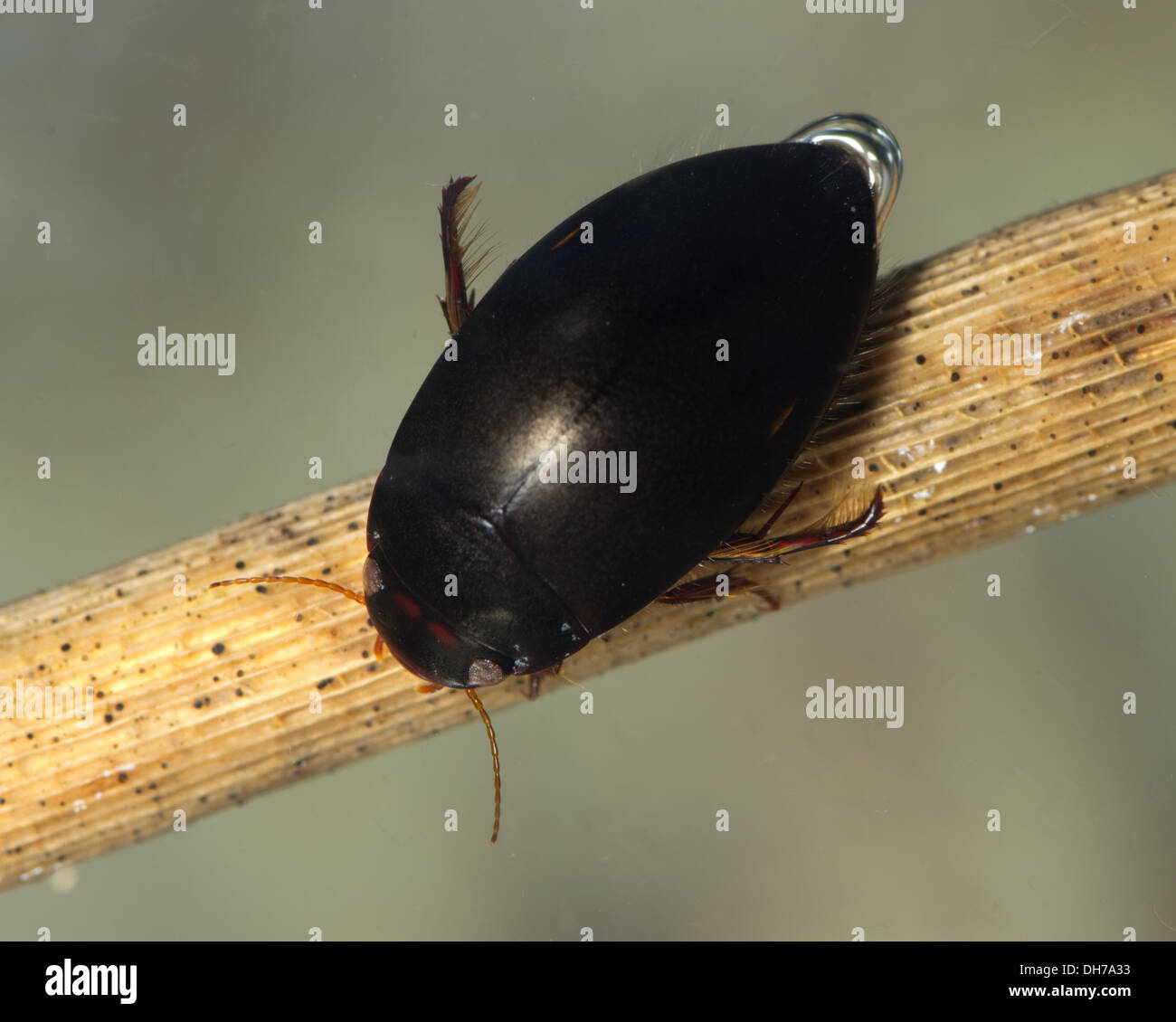 Ilybius black diving beetle Taken in a photographic aquarium and