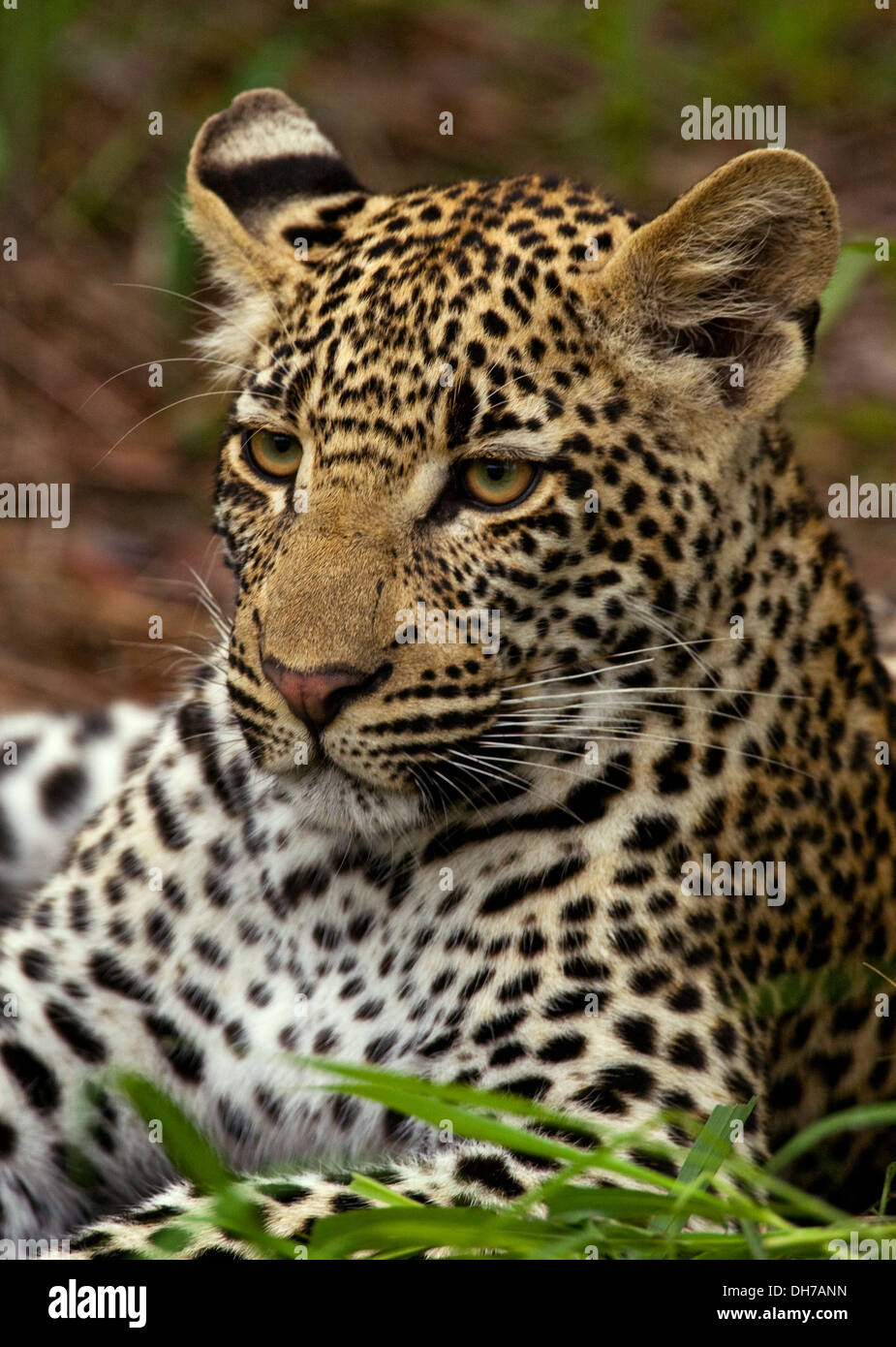 Leopard, Panthera pardus, Panthera, Stock Photo