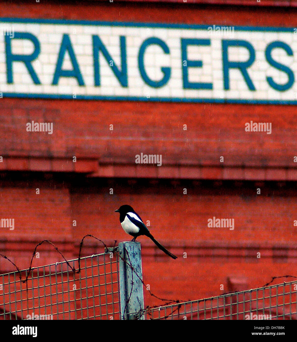 A single Magpie symbolising one for sorrow as old superstition goes Rangers Football Club - Ibrox Stadium Glasgow Scotland - Stock Photo