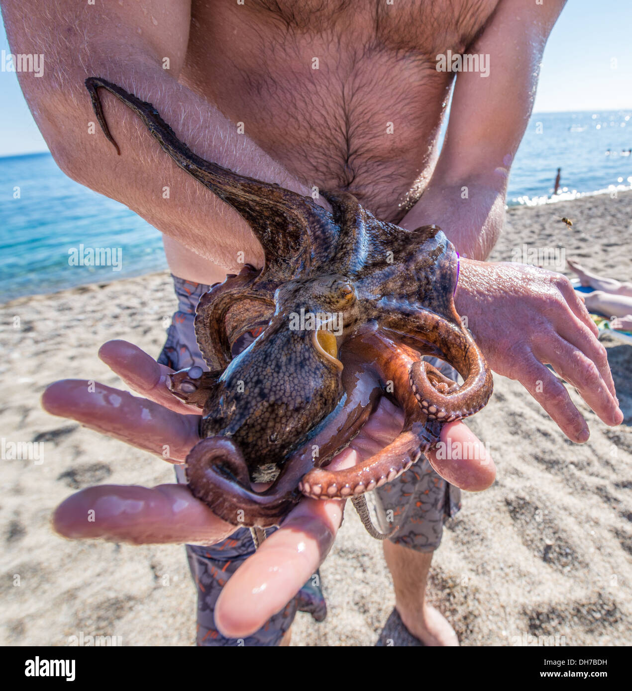 Octopus at the beach of Kardamena Kos Stock Photo