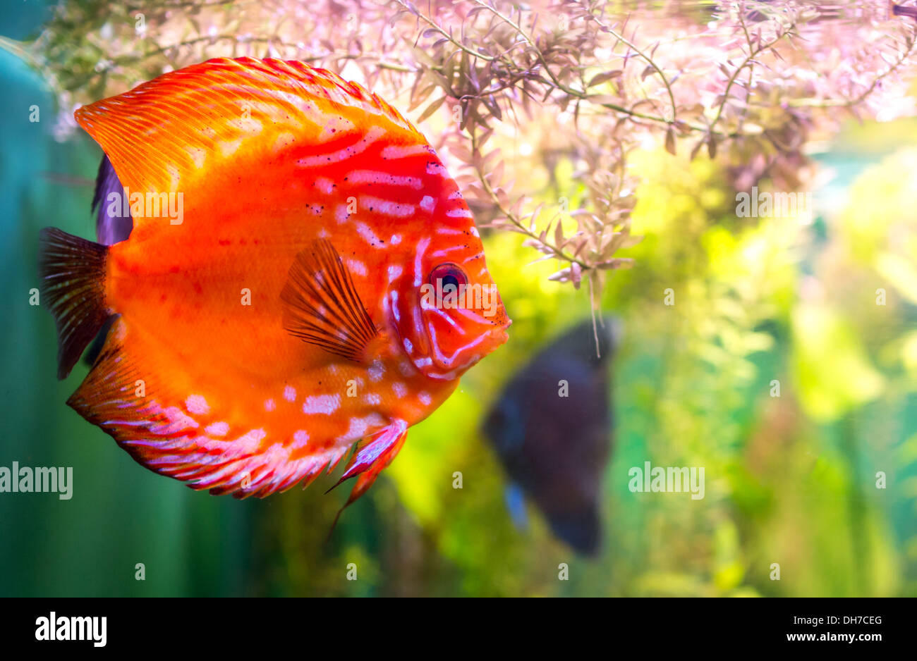 Symphysodon discus in an aquarium on a green background Stock Photo