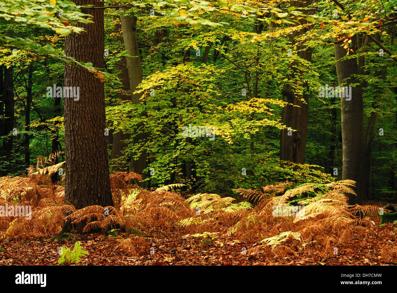 A view of Burnham Beeches woodland in the autumn UK Stock Photo - Alamy