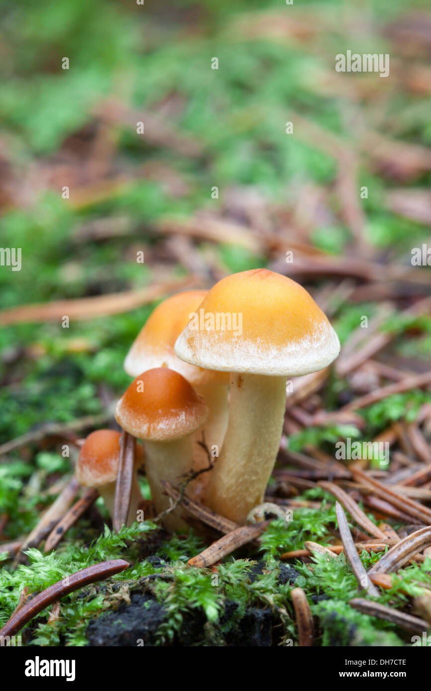 Hypholoma capnoides mushrooms Stock Photo