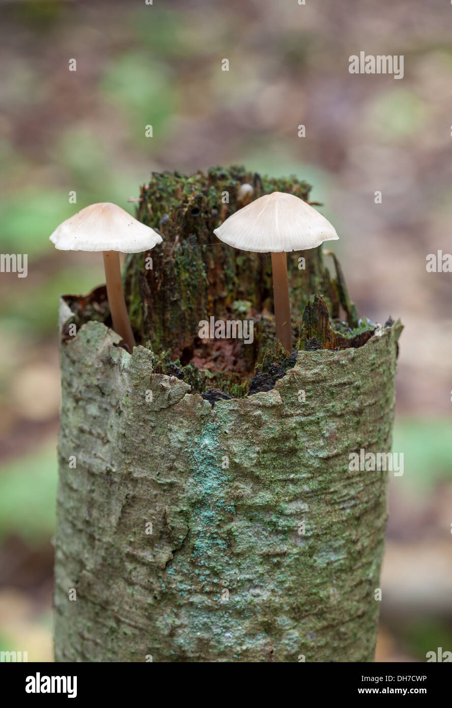 Autumn mushrooms Stock Photo