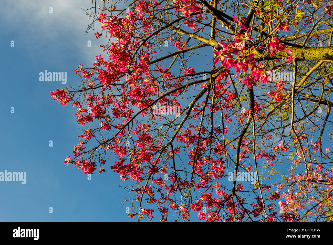 BRANCH AND FLOWERS OF SILK FLOSS TREE IN MARBELLA SPAIN  [Ceiba speciosa ] Stock Photo