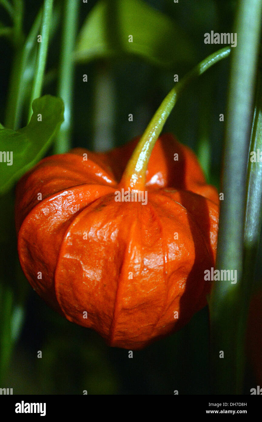 A Close up of a Chinese Lantern (Physalis Alkekengi) Flower at the