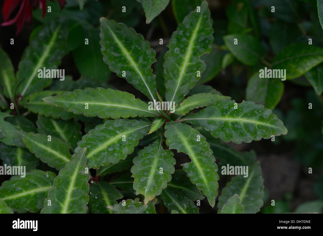 Leaves from impatiens omeiana variegata Stock Photo