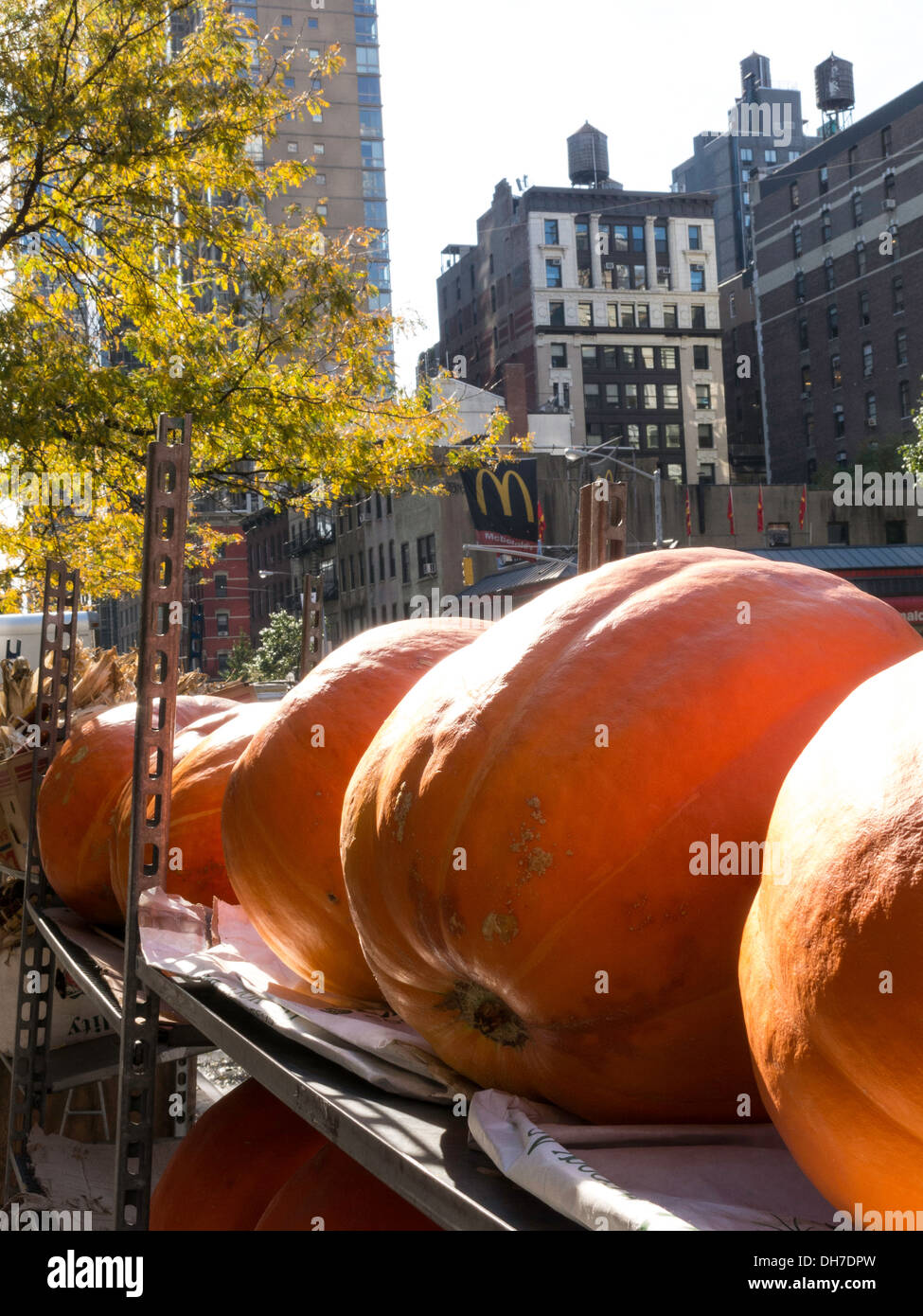 Seasonal Autumn Decorations, Pumpkin Display Stock Photo Alamy