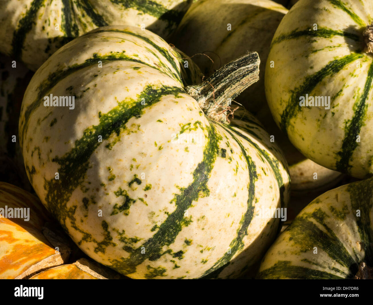 Seasonal Autumn Decorations Stock Photo