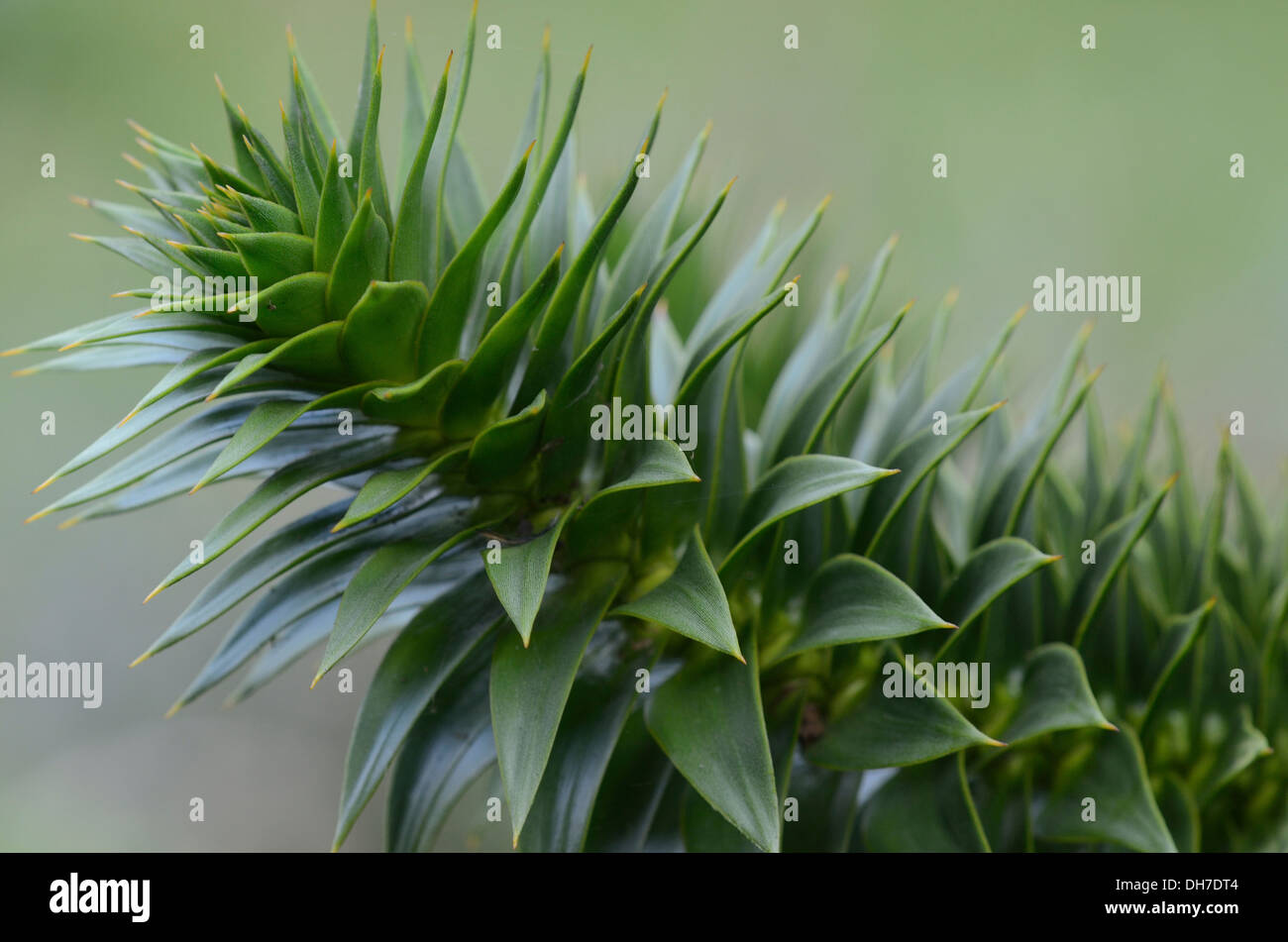 Sharp Edge Tree Sharp foliage of a monkey puzzle tree UK Stock Photo - Alamy