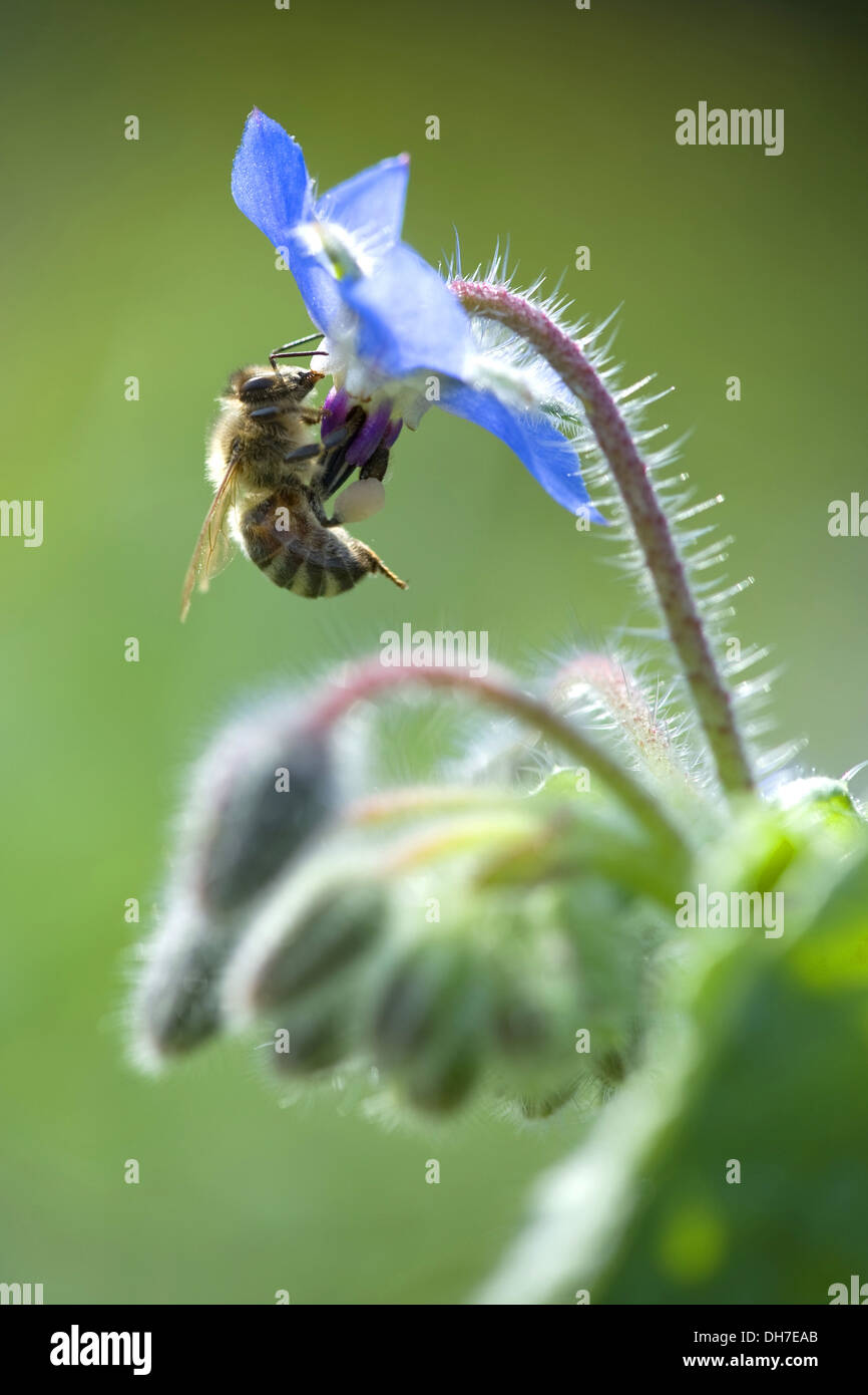 borage, borago officinalis Stock Photo