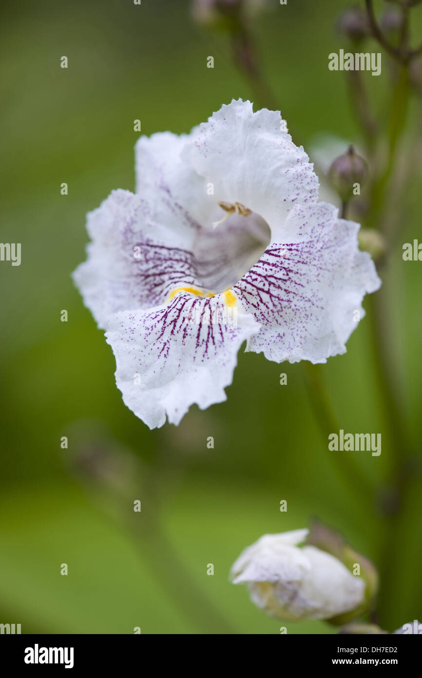 northern catalpa, catalpa speciosa Stock Photo