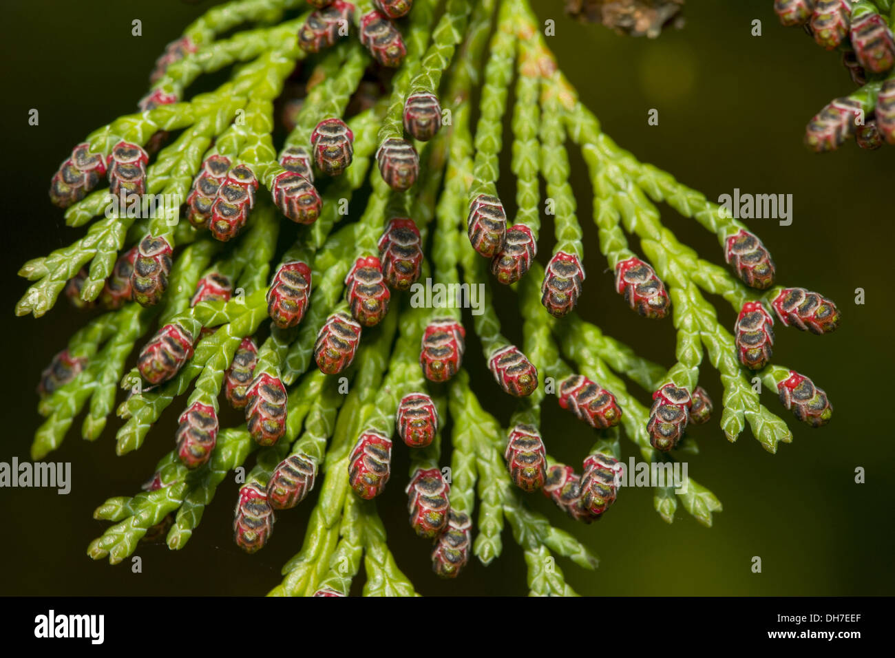 lawsons cypress, chamaecyparis lawsoniana Stock Photo
