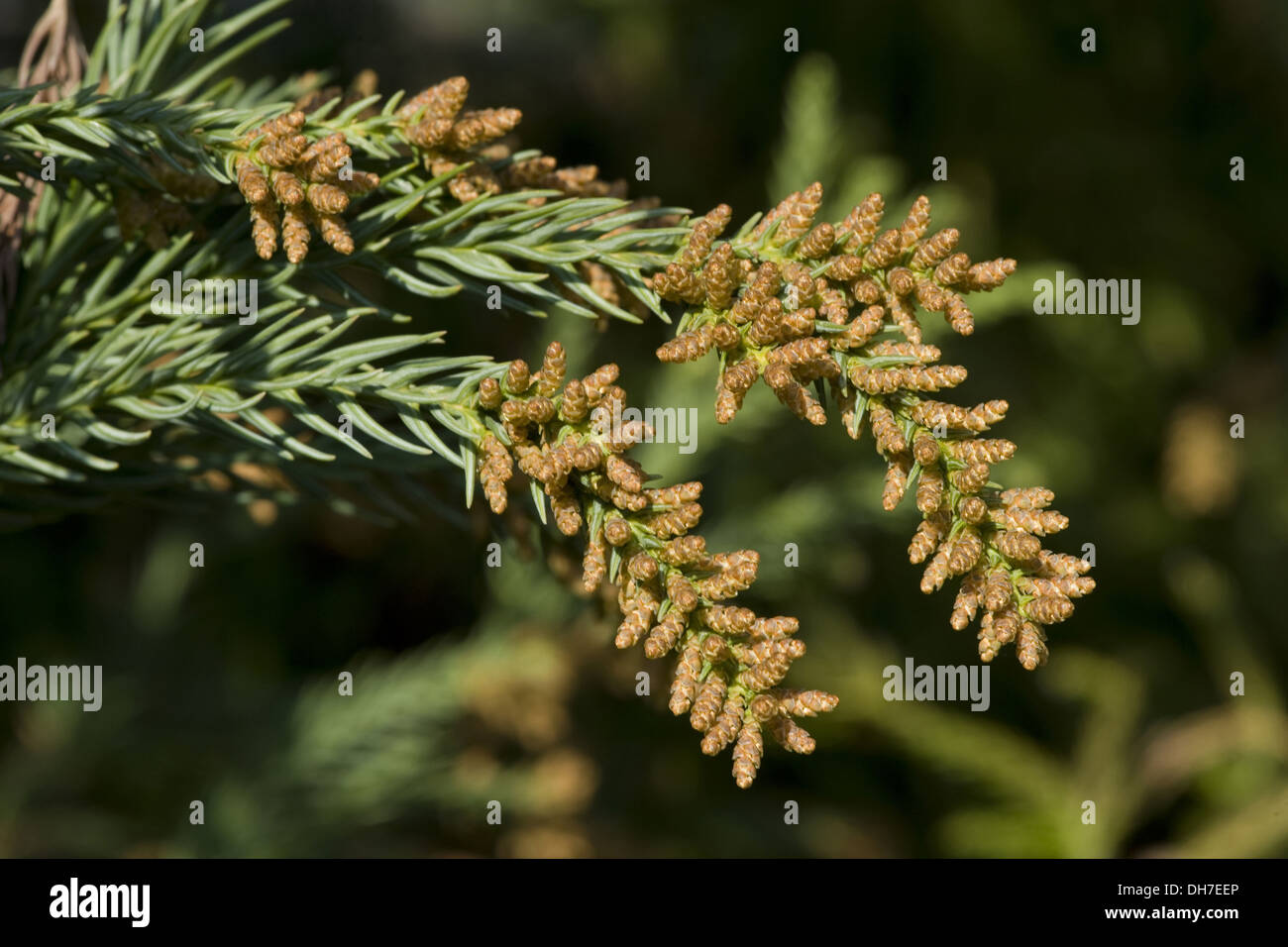 japanese cedar, sugi, cryptomeria japonica Stock Photo