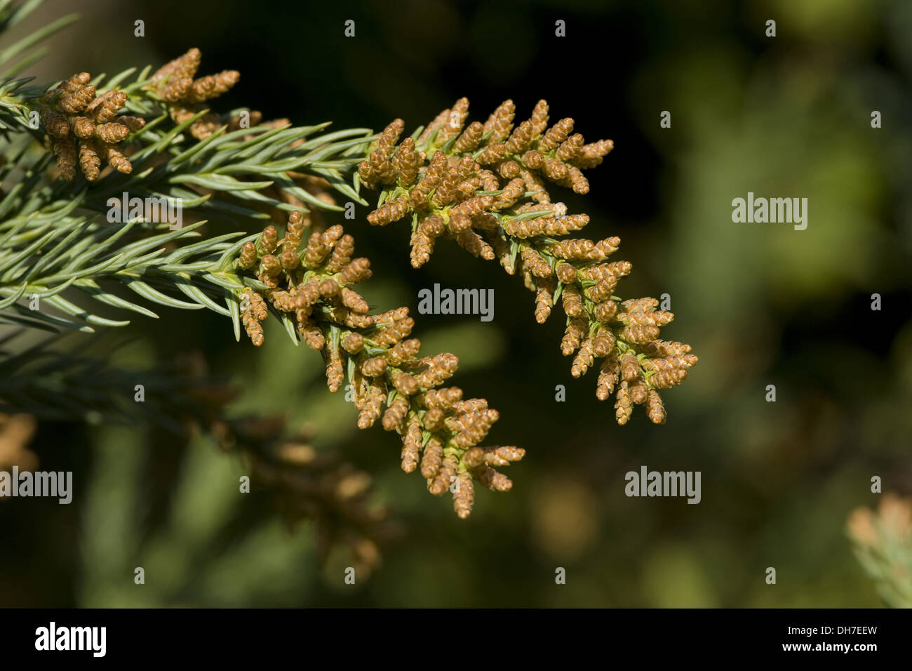 japanese cedar, sugi, cryptomeria japonica Stock Photo