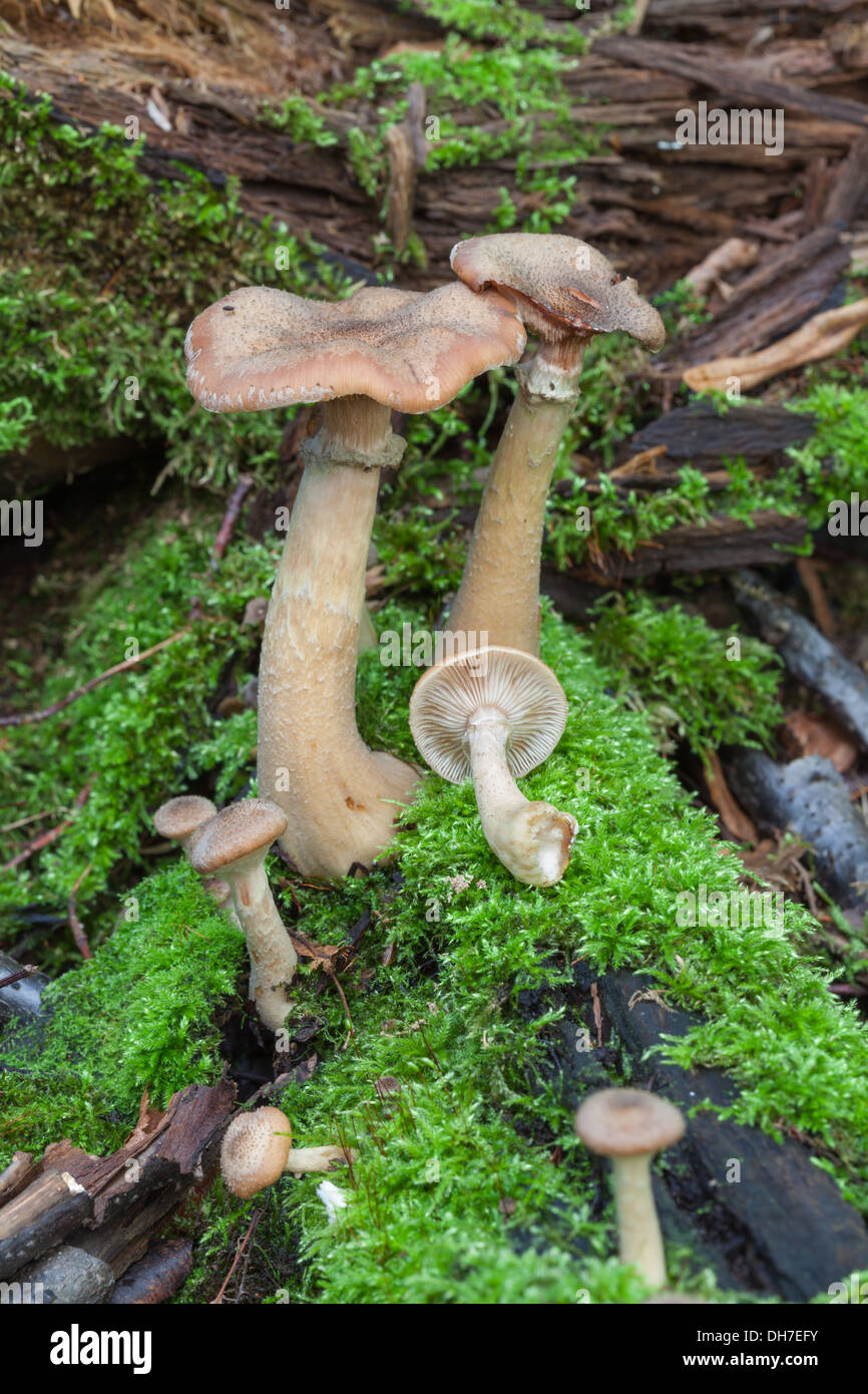 Armillaria cepistipes mushroom Stock Photo