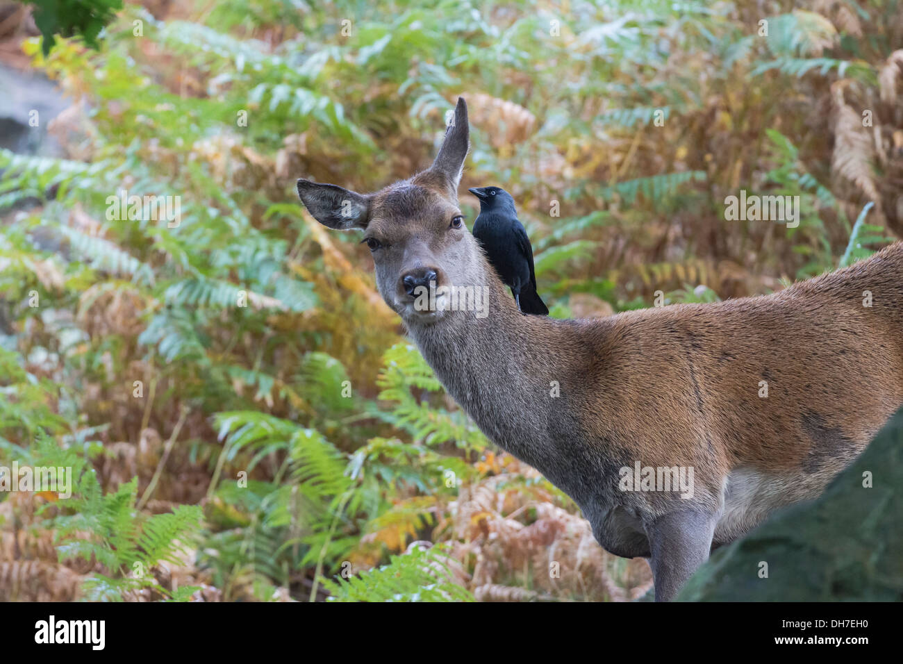 Female Red Deer (Cervus elaphus) hind in bracken with Jackdaw cleaning parasites and ticks. Studley Royal, North Yorkshire, UK Stock Photo