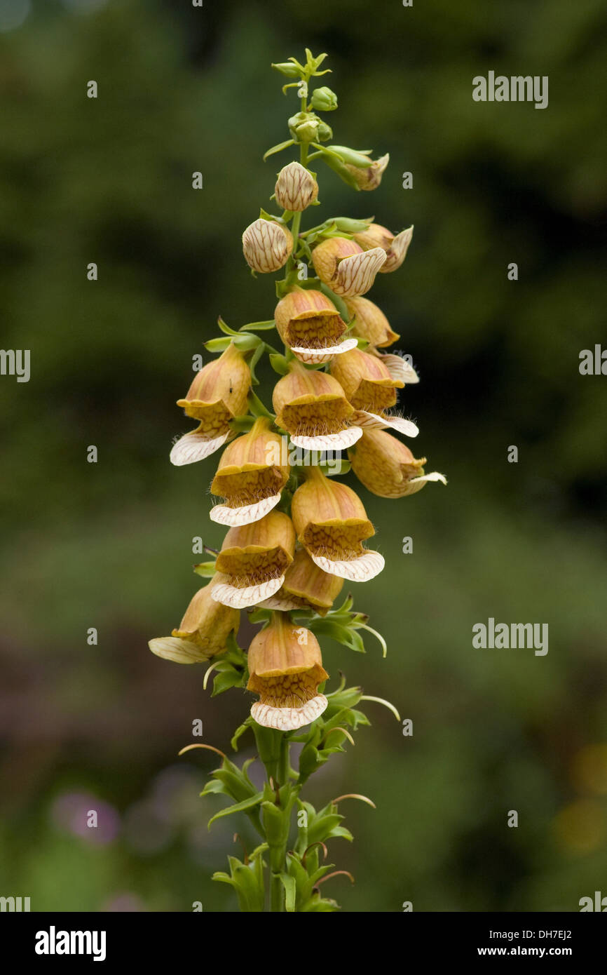 rusty foxglove, digitalis ferruginea Stock Photo Alamy