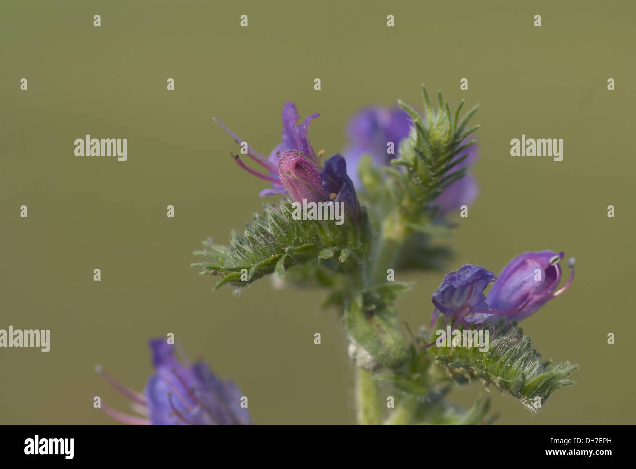 Viper's Bugloss, Echium Vulgare Stock Photo - Alamy