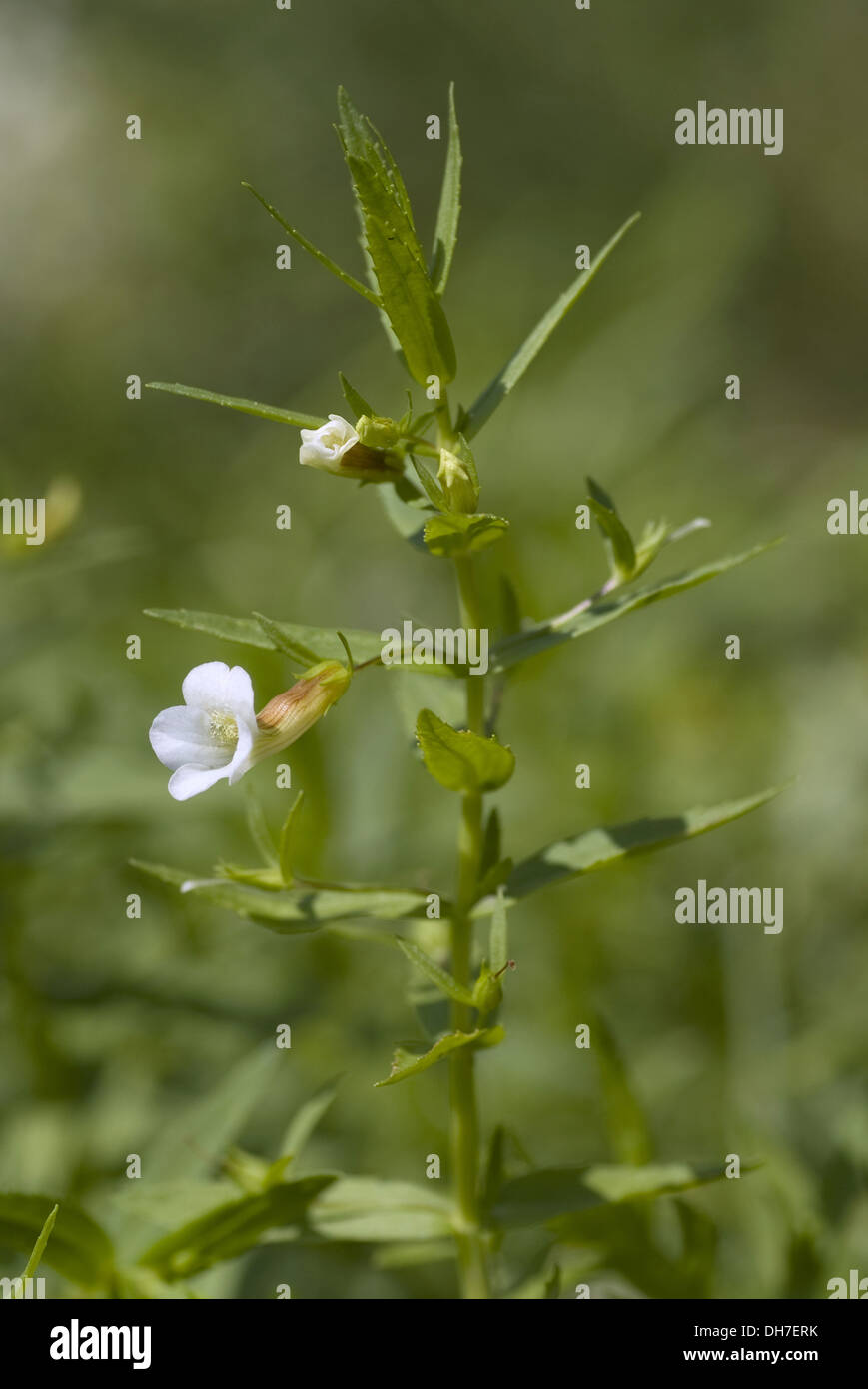 common hedgehyssop, gratiola officinalis Stock Photo