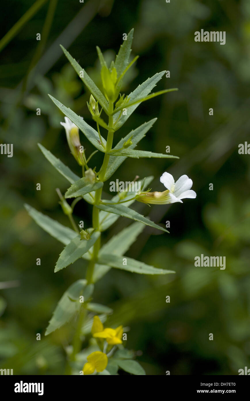 common hedgehyssop, gratiola officinalis Stock Photo
