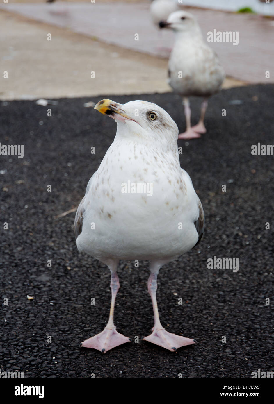 Curious Seagull Waits For Some Feed Stock Photo