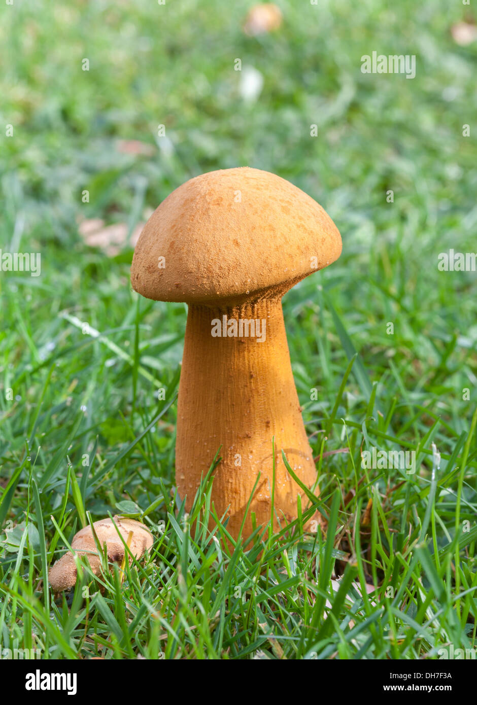 Autumn mushrooms Stock Photo