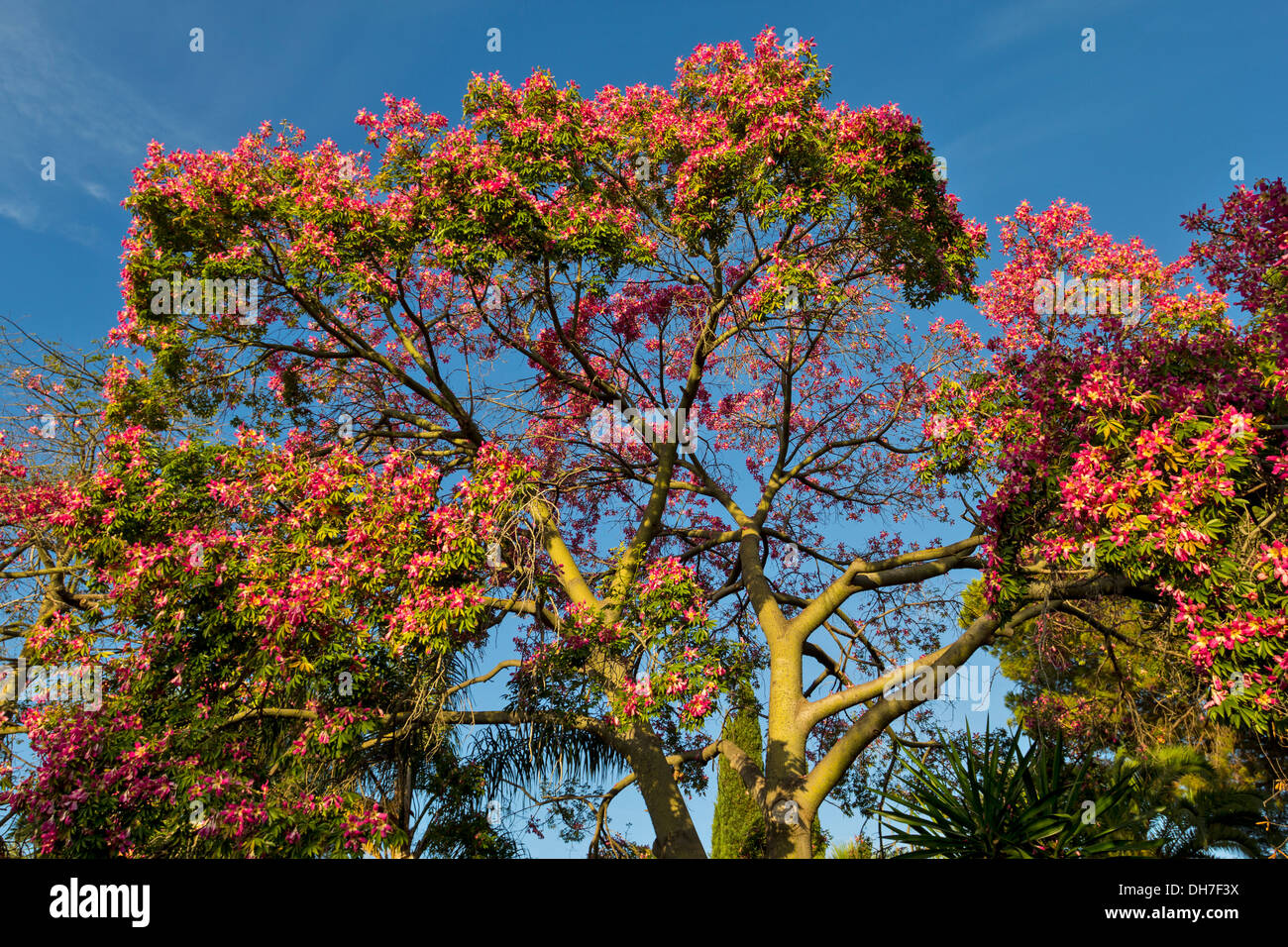 SILK FLOSS TREE IN MARBELLA SPAIN Ceiba speciosa WITH PINK FLOWERS Stock Photo