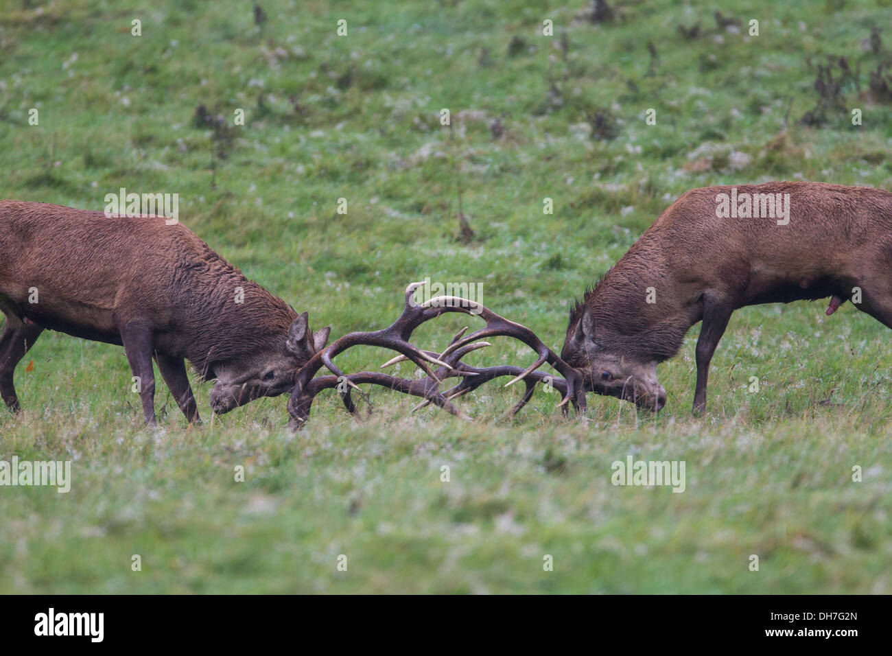 Male Red Deer (Cervus elaphus) stags locking antlers during autumn rut. Studley Royal, North Yorkshire, UK Stock Photo