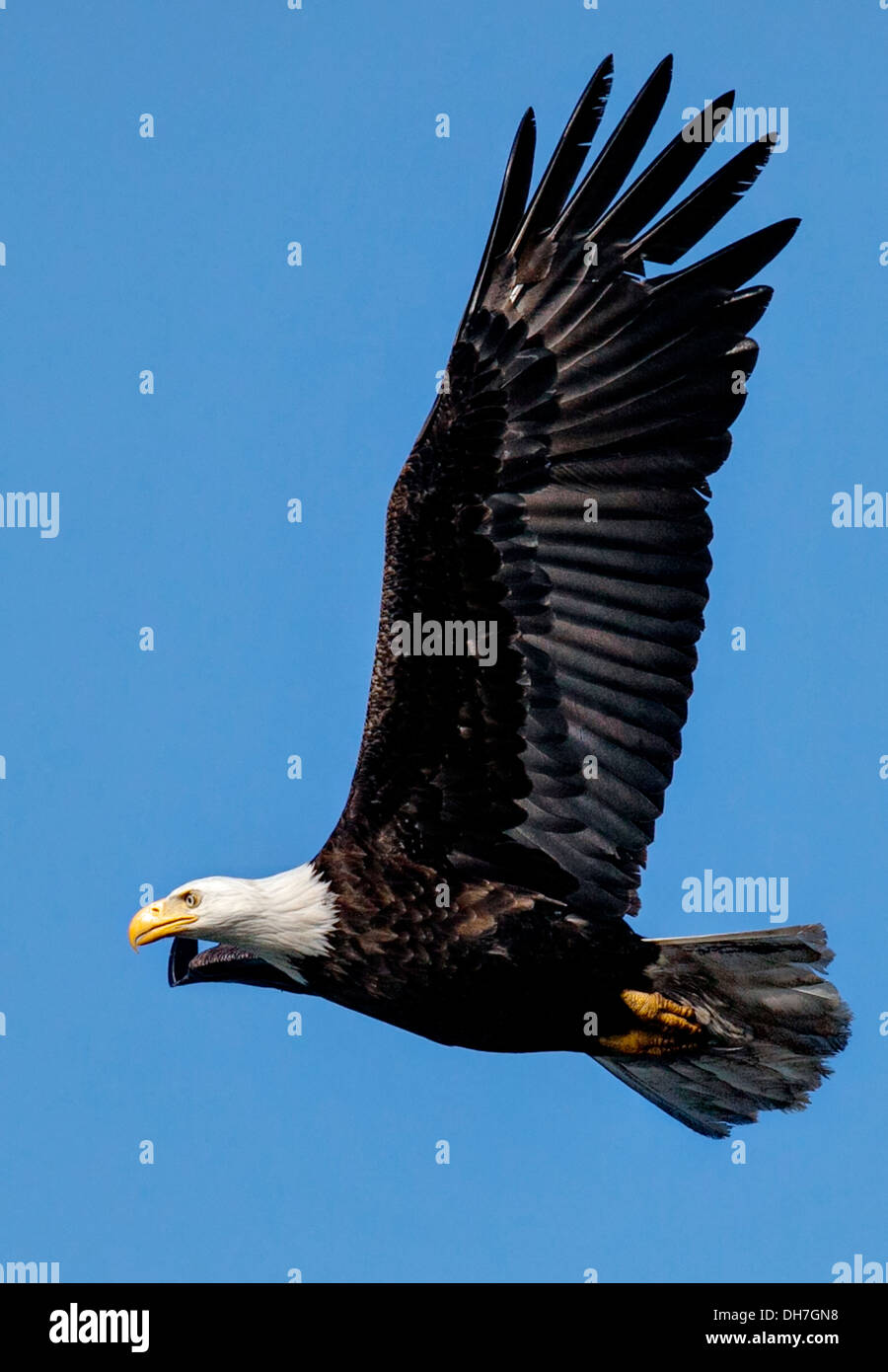One Bald Eagle Proud Hi res Stock Photography And Images Alamy one-bald-eagle-proud-hi-res-stock-photography-and-images-alamy