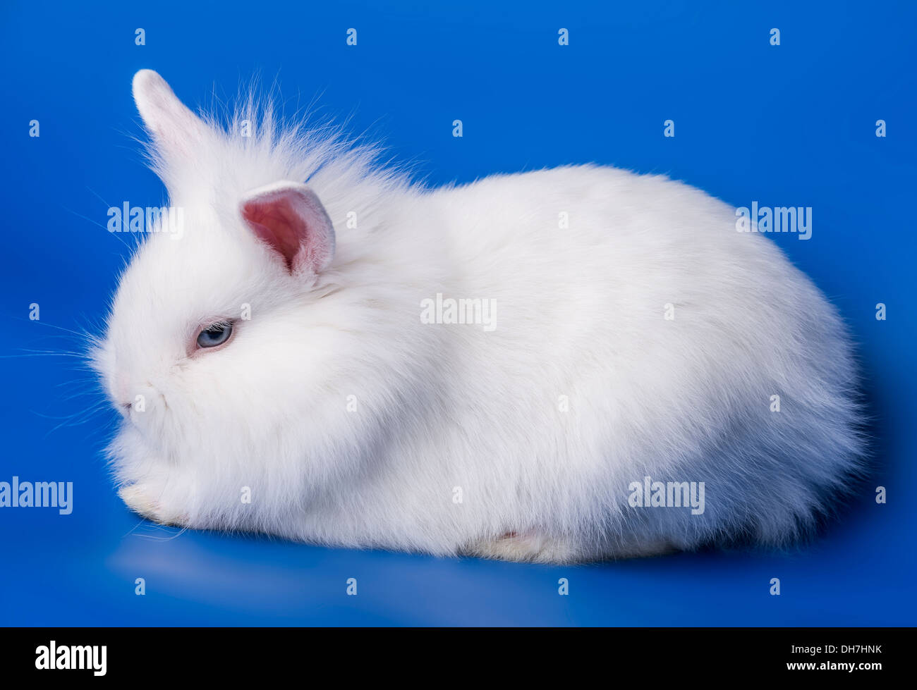 white rabbit on a blue background Stock Photo - Alamy