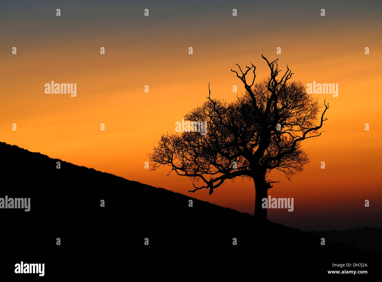 Black oak tree hi-res stock photography and images - Alamy