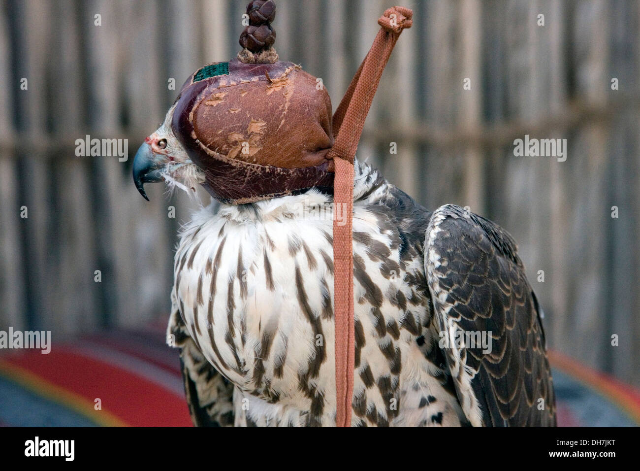 Falcon in the Arabian desert preparing for a display, Dubai, UAE. Stock Photo