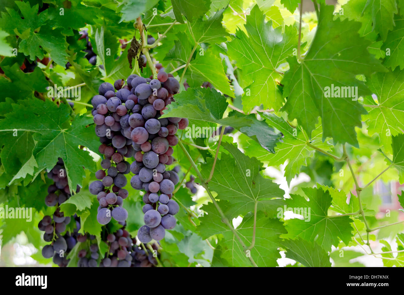 Fresh ripe delicious violet grapes in the vine Stock Photo