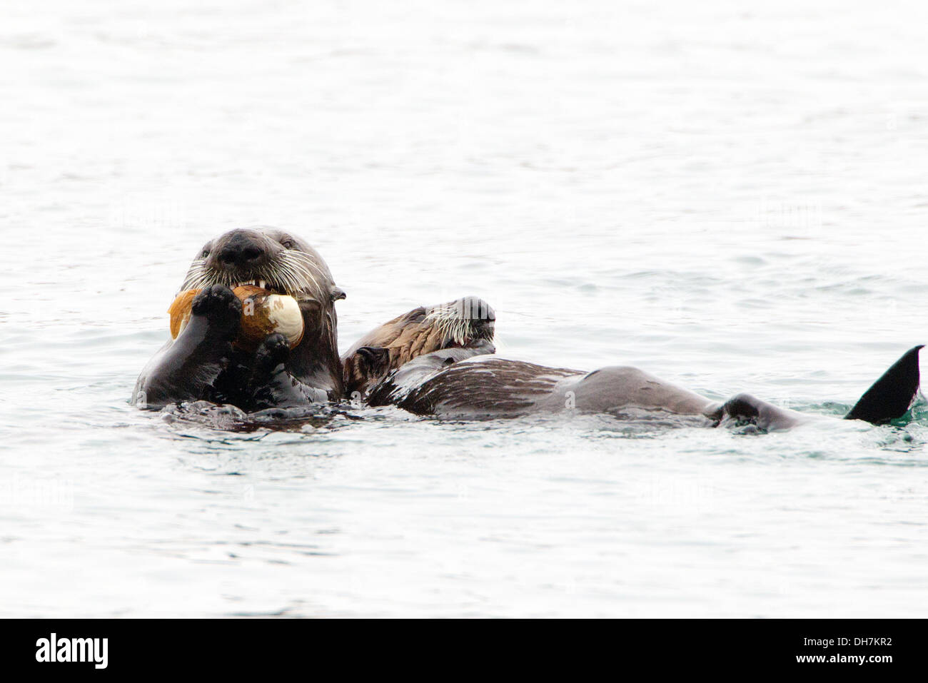 Two Sea Otters Eating Clams Stock Photo
