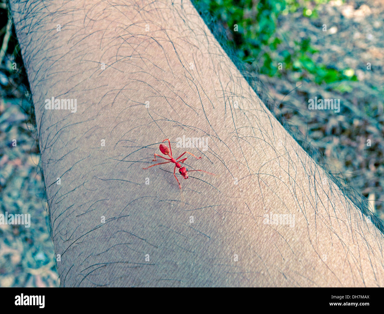 Fire Ant on human hand Stock Photo