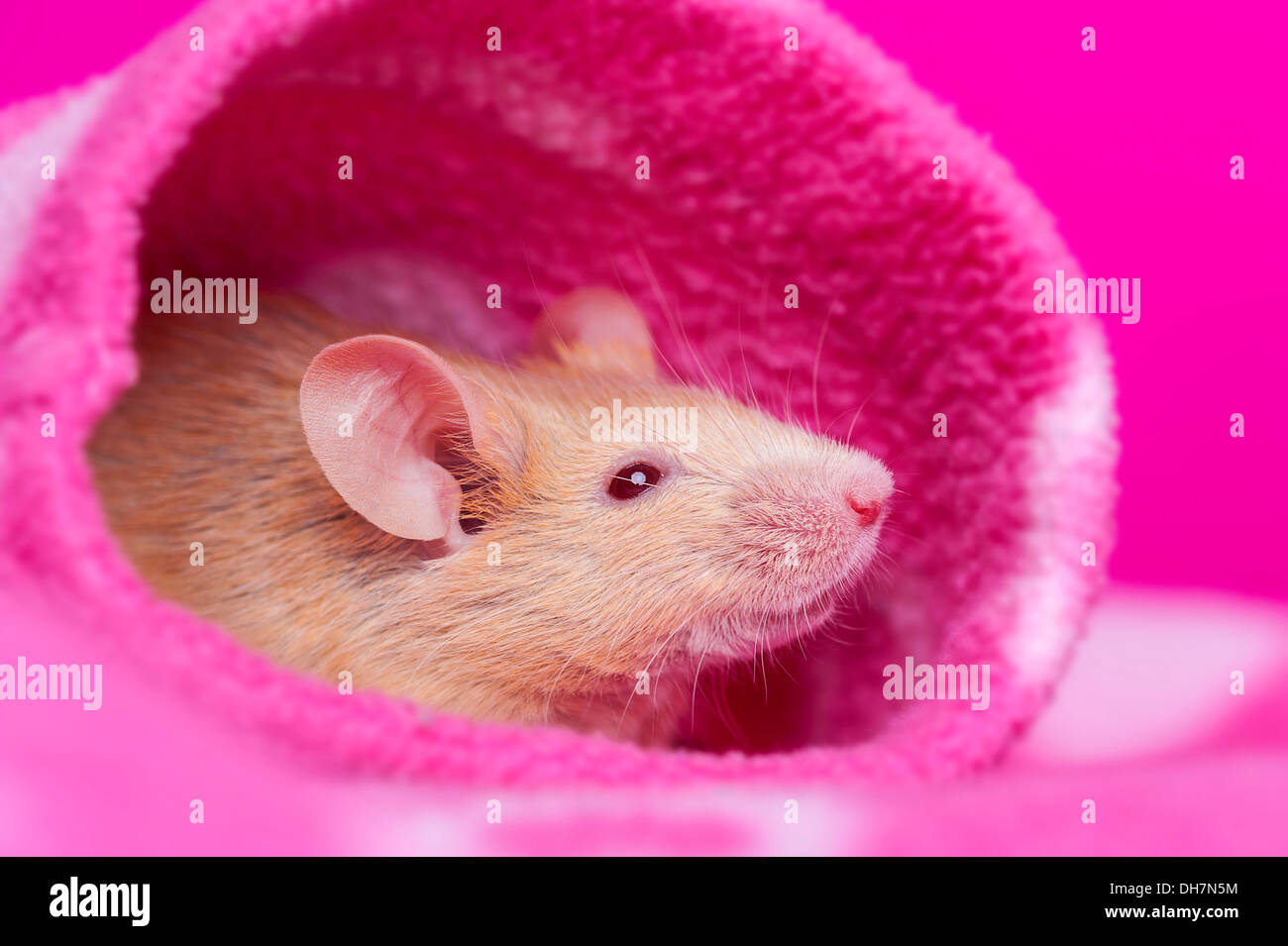 cute little mouse resting in a pink sleeve Stock Photo