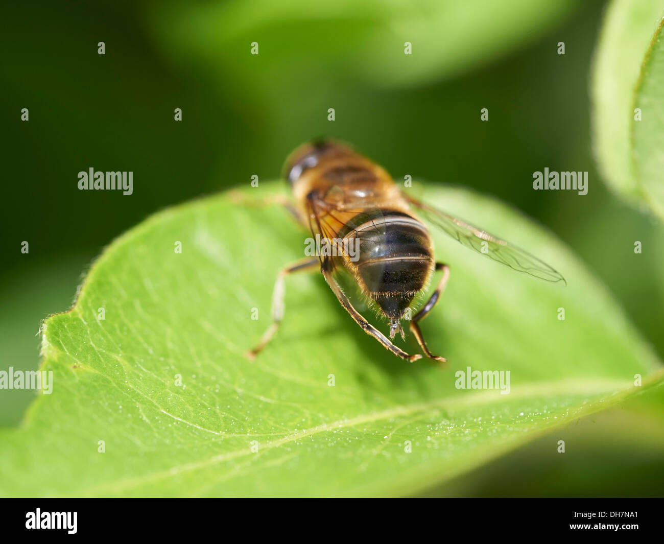 Brooming Insects Grooming insect hi-res stock photography and images - Alamy