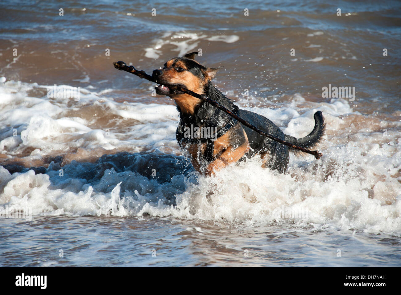 Dog catching stick in sea ocean water playing Stock Photo