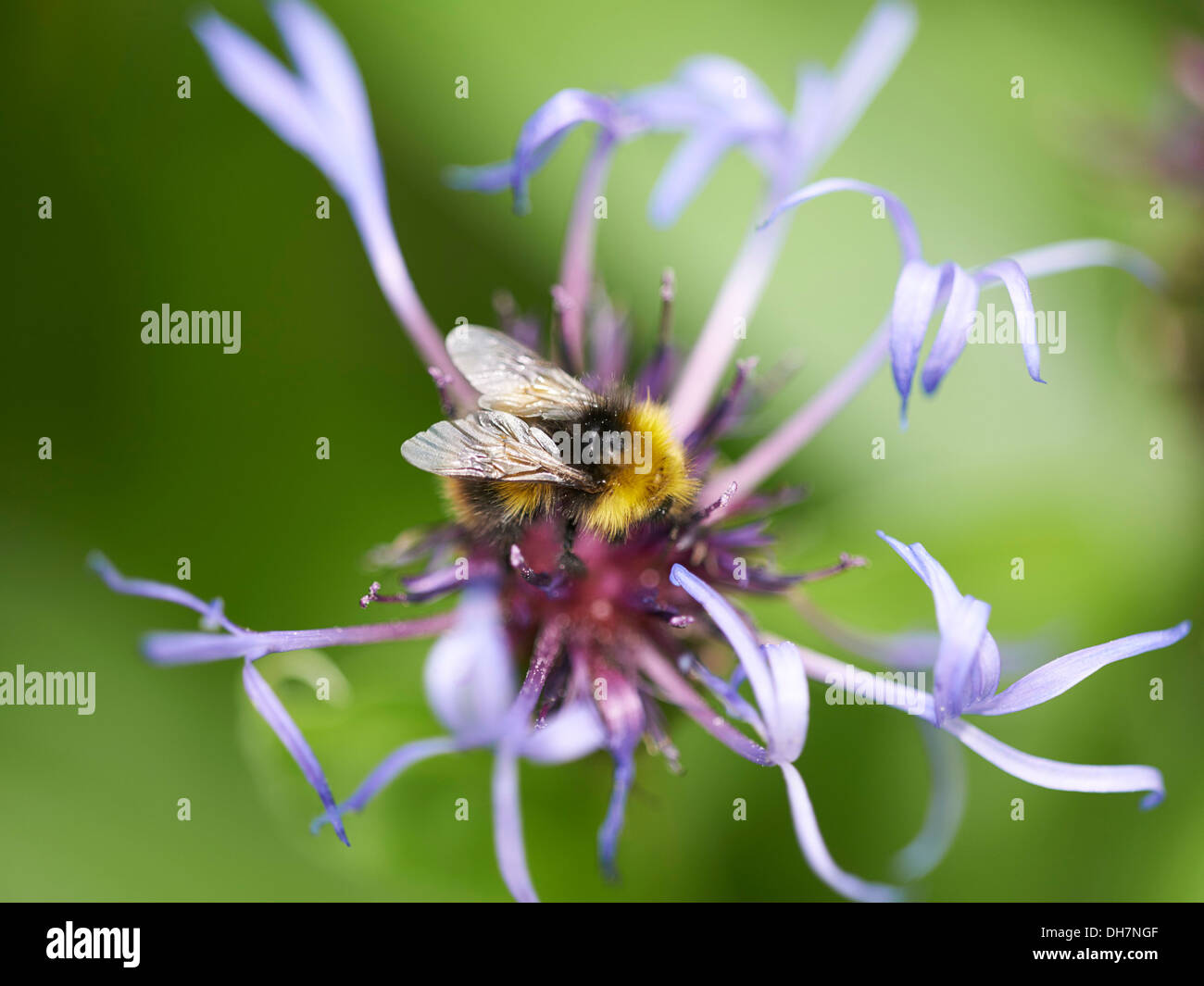 Early bumblebee feeding on perennial cornflower Stock Photo