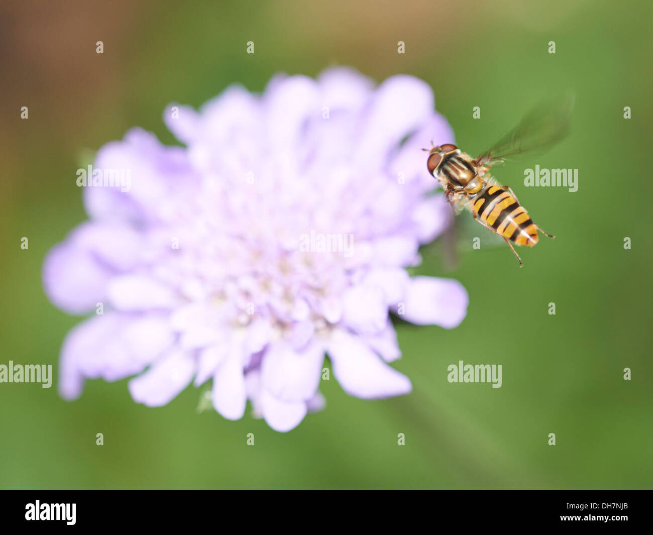 Marmalade hoverfly in flight Stock Photo Alamy