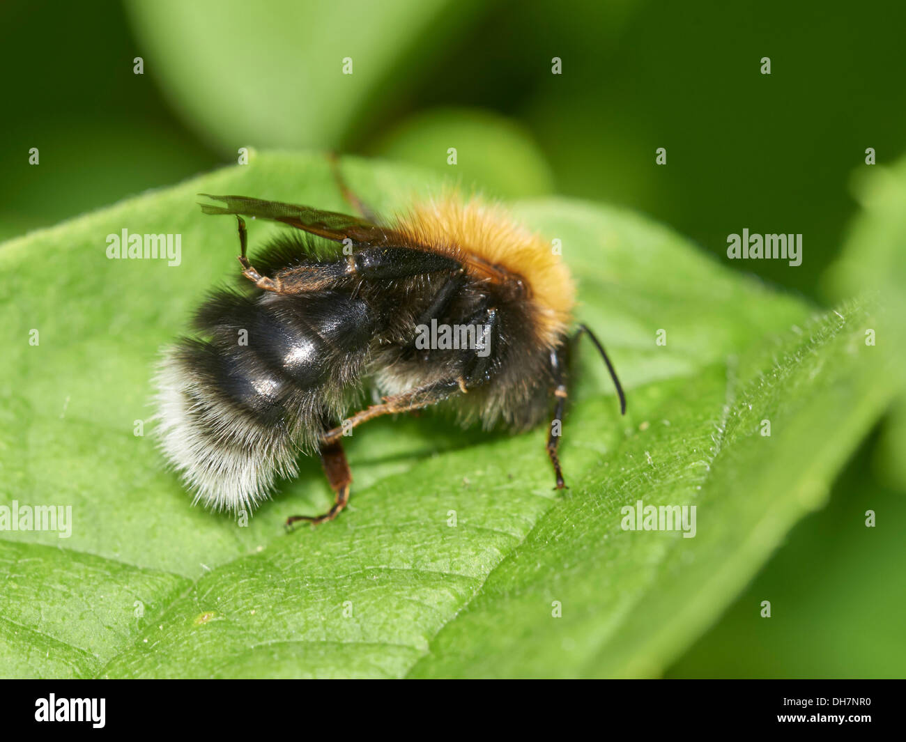 Tree bumblebee hires stock photography and images Alamy